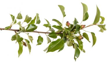 Olgunlaşmamış meyve ile grash ağacının dalını. Beyaz arkasında izole