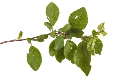 Bir erik ağacı dalı. Beyaz arka plan üzerinde izole