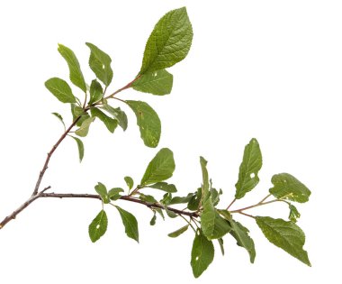 Bir erik ağacı dalı. Beyaz arka plan üzerinde izole