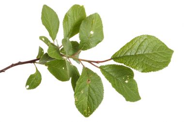 Bir erik ağacı dalı. Beyaz arka plan üzerinde izole