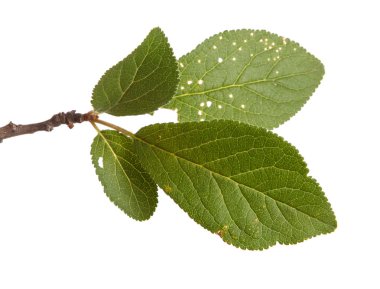 Bir erik ağacı dalı. Beyaz arka plan üzerinde izole