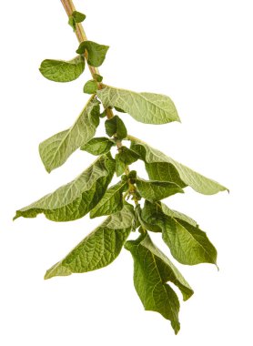 Bir patates çalı yaprakları. Beyaz arka plan üzerinde izole