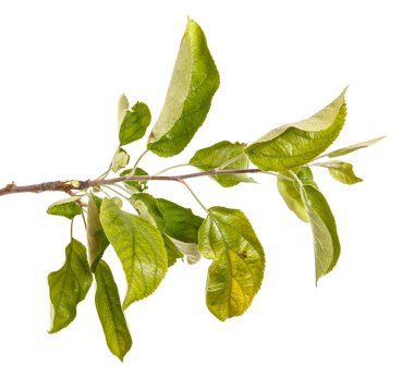 Yeşil yaprakları ile bir elma ağacı dalı. Beyaz bac izole