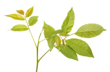 Bir ceviz ağacı dalı. Beyaz arka plan üzerinde izole