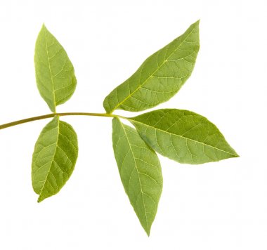 Bir ceviz ağacı dalı. Beyaz arka plan üzerinde izole