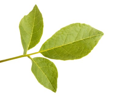 Bir ceviz ağacı dalı. Beyaz arka plan üzerinde izole