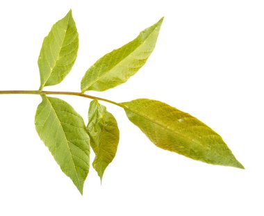 Bir ceviz ağacı dalı. Beyaz arka plan üzerinde izole