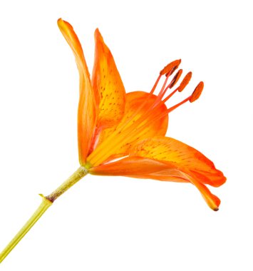 Turuncu tomurcuğu daylily çiçek açmış. Beyaz arka plan üzerinde izole