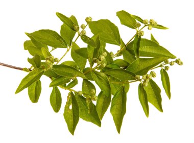 Yasemin Bush unblown çiçekli dal. WHI üzerinde izole