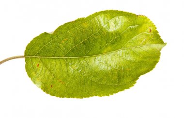 Elma ağacı ile yaprak. Beyaz arka plan üzerinde izole