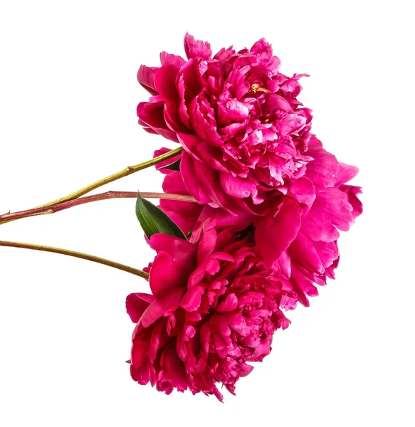 Ramo de flores de peonía roja. Aislado sobre fondo blanco —  Fotos de Stock