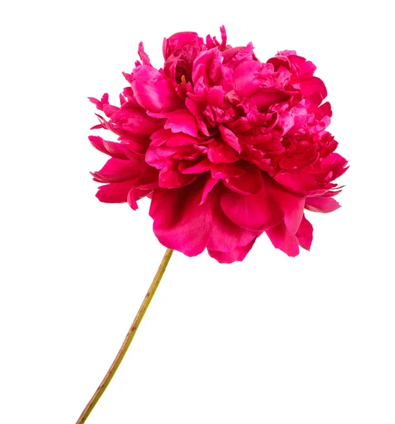 Flor de peonía roja. Aislado sobre fondo blanco — Foto de Stock