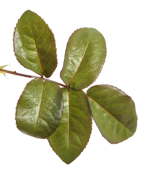 Πράσινο φύλλο από έναν ροδαλό θάμνο. Απομονωμένα σε λευκό φόντο — Φωτογραφία Αρχείου