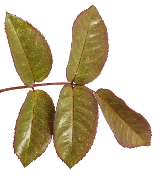 Green leaf of a rose bush. Isolated on white background — Stock Photo, Image