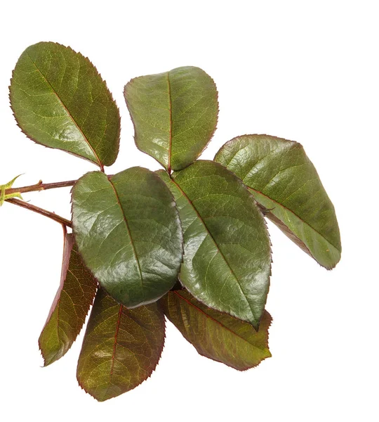 Yeşil yaprak bir gül Bush. Beyaz arka plan üzerinde izole