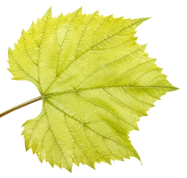 Genç üzüm yaprağı. Beyaz arka plan üzerinde izole
