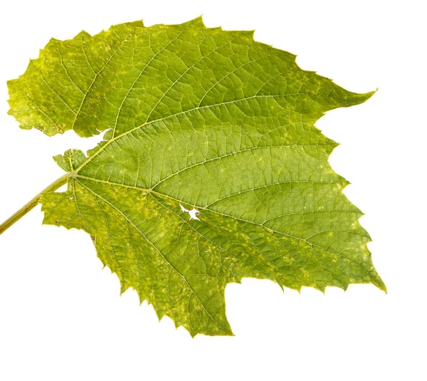 Jeune feuille de raisin. Isolé sur fond blanc — Photo