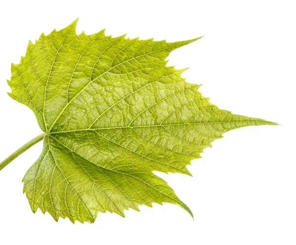 Genç üzüm yaprağı. Beyaz arka plan üzerinde izole