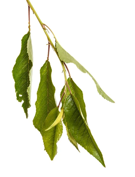 A branch of a cherry tree with green leaves. Isolated on white b — Stock Photo, Image