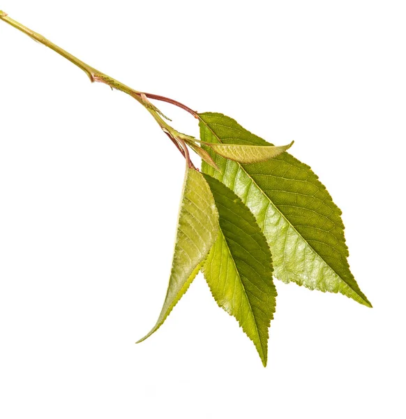 Um ramo de uma cerejeira com folhas verdes. Isolado em branco b — Fotografia de Stock