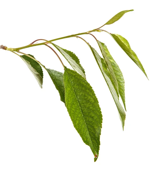 Ein Zweig eines Kirschbaums mit grünen Blättern. isoliert auf weißem b — Stockfoto
