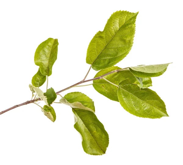 Ramo de uma árvore de maçã com folhas verdes. Isolado em bac branco — Fotografia de Stock