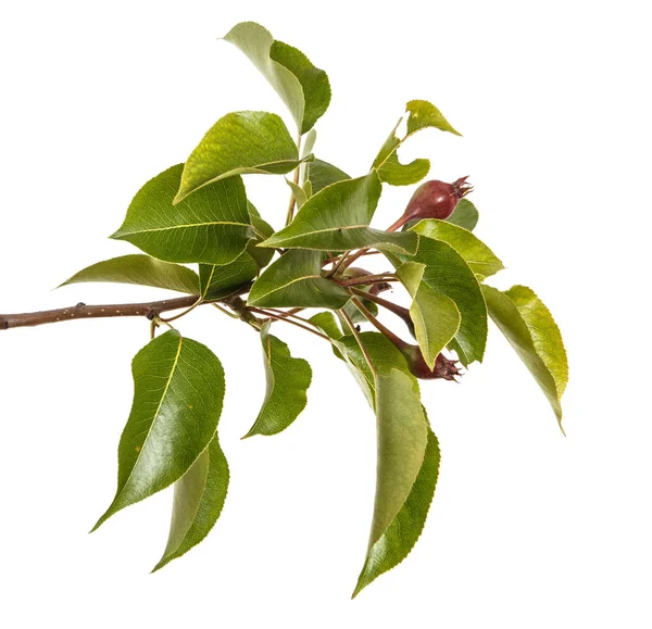 熟していない果物と grash 木の枝。白い背中に分離 — ストック写真
