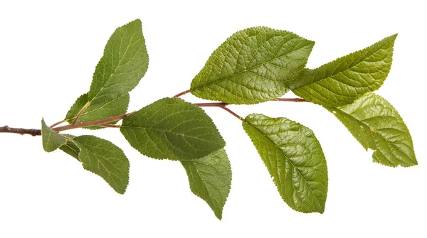 A branch of a plum tree. Isolated on white background — Stock Photo, Image