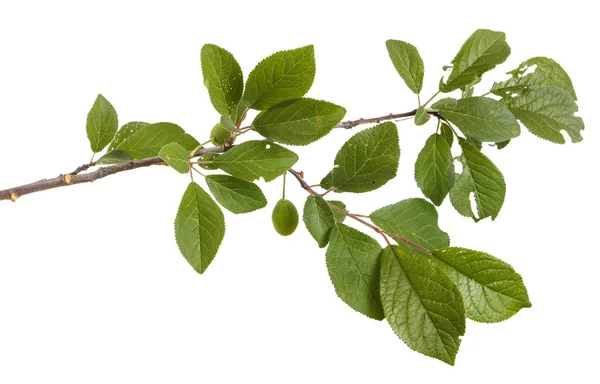 Ein Zweig eines Pflaumenbaumes. isoliert auf weißem Hintergrund — Stockfoto