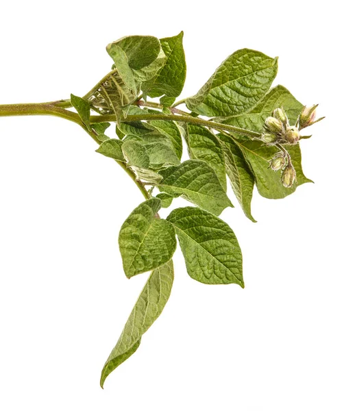 Bladen av en potatis buske. Isolerad på vit bakgrund — Stockfoto