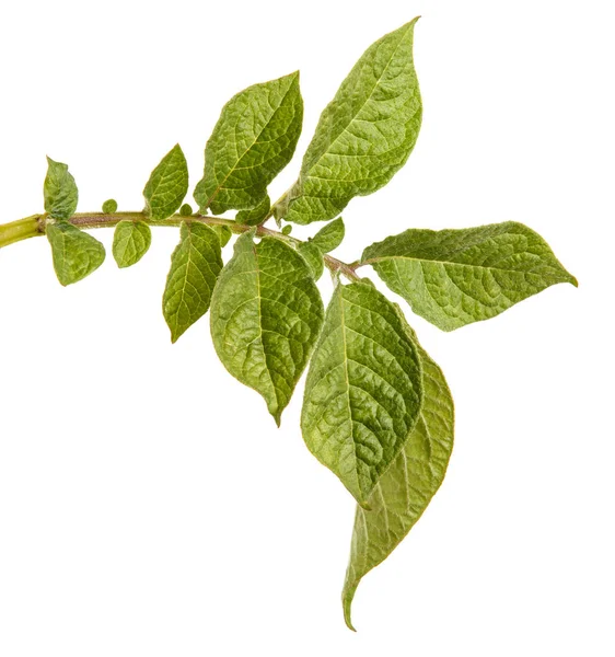 Leaves of a potato bush. Isolated on white background — Stock Photo, Image