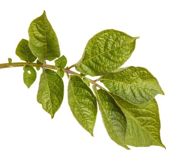 Bladen av en potatis buske. Isolerad på vit bakgrund — Stockfoto