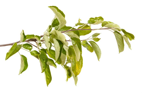 Ramo de uma árvore de maçã com folhas verdes. Isolado em bac branco — Fotografia de Stock