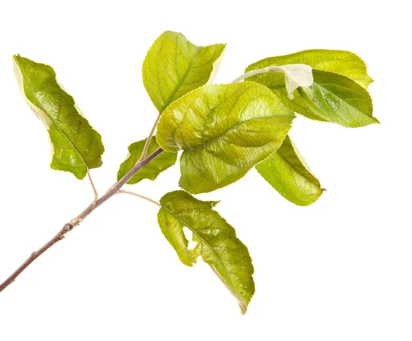 Branche d'un pommier aux feuilles vertes. Isolé sur bac blanc — Photo