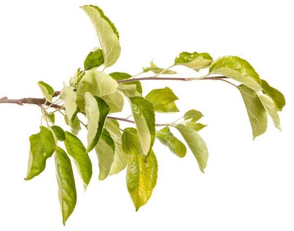 Ramo de uma árvore de maçã com folhas verdes. Isolado em bac branco — Fotografia de Stock