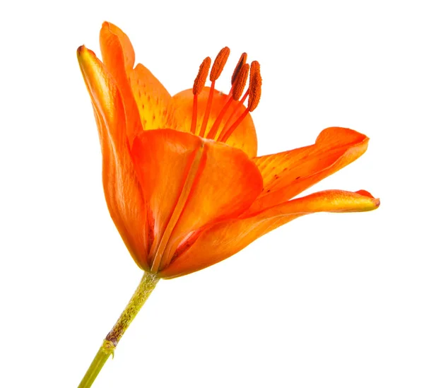 Άνθιση πορτοκαλί bud από το daylily. Απομονωμένα σε λευκό φόντο — Φωτογραφία Αρχείου