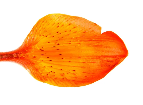 オレンジの花弁、カンゾウのつぼみ。白い背景に分離 — ストック写真
