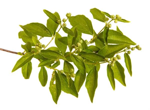 Yasemin Bush unblown çiçekli dal. WHI üzerinde izole