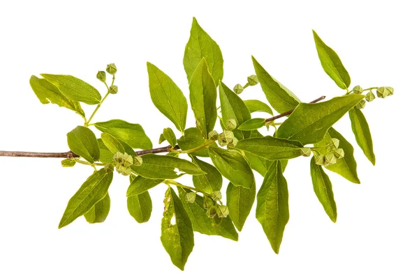 A branch of a jasmine bush with unblown flowers. Isolated on whi — Stock Photo, Image