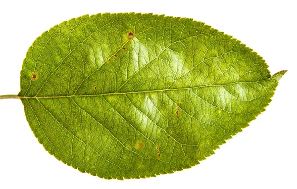 Leaf with apple tree. Isolated on white background — Stock Photo, Image