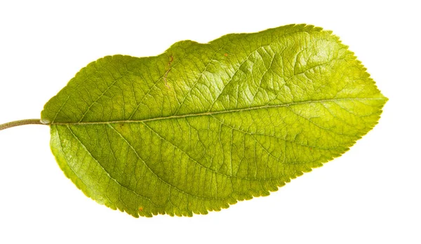 Leaf with apple tree. Isolated on white background — Stock Photo, Image