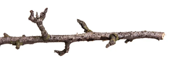 Trockener Zweig des Birnbaums. isoliert auf weißem Hintergrund — Stockfoto
