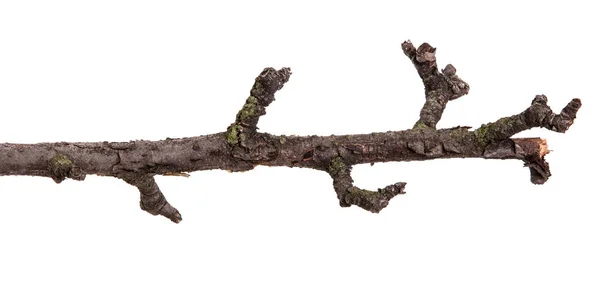 Trockener Zweig des Birnbaums. isoliert auf weißem Hintergrund — Stockfoto