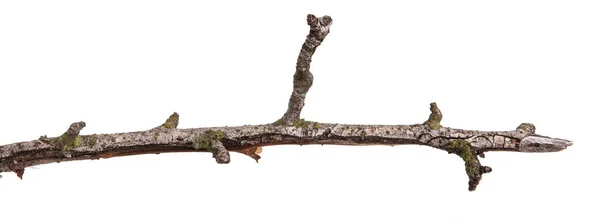 Suchej gałęzi drzewa gruszy. Na białym tle — Zdjęcie stockowe