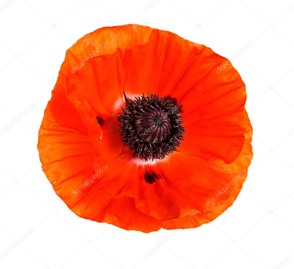 A bud of an orange blooming poppy. Isolated on white background