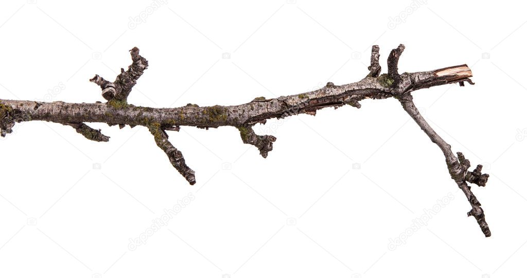 Dry branch of pear tree. Isolated on white background