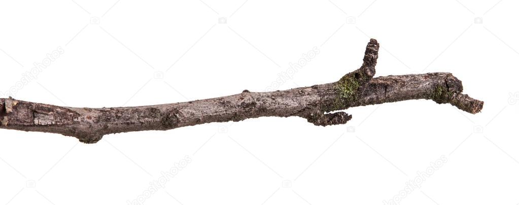 Dry branch of pear tree. Isolated on white background
