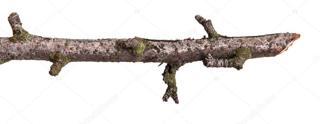 Dry branch of pear tree. Isolated on white background