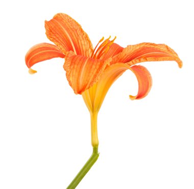 Daylily çiçek tomurcuğu. Beyaz arka plan üzerinde izole