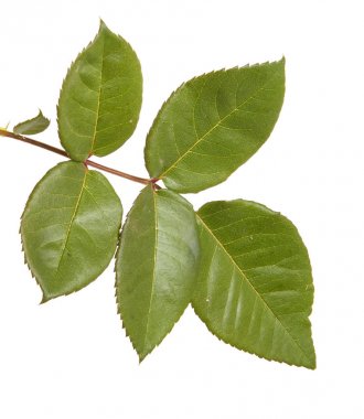 Yeşil yaprak gül bush ile. Beyaz arka plan üzerinde izole